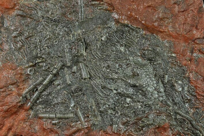 Silurian Fossil Crinoid (Scyphocrinites) Plate - Morocco #134245